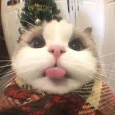 Lê Văn Đức avatar